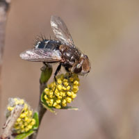 Gonia ornata
